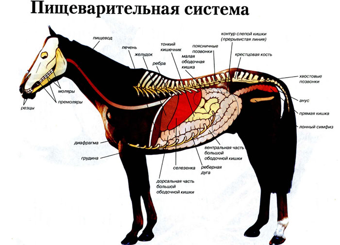 Проводящие отделы пищеварительной системы лошади. Глотка и пищевод
