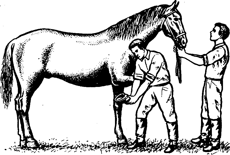 Верховой осмотр. Осмотр лошади. Конюх с лошадью. Конюх раскраска. Конюх рисунок.