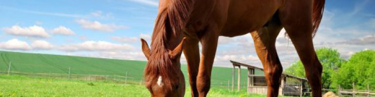 Пищеварительная система лошади
