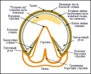 Строение копыта