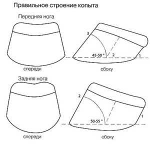 Как рисовать копыта