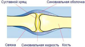 Строение кости с точки зрения анатома