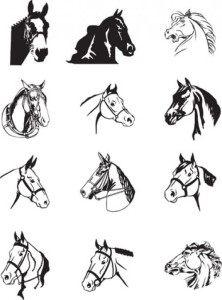 Морфология лошади и ее влияние на способности животного