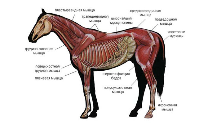  Система органов движения (мускулатура) лошади
