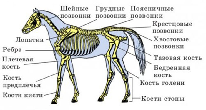 Скелет лошади