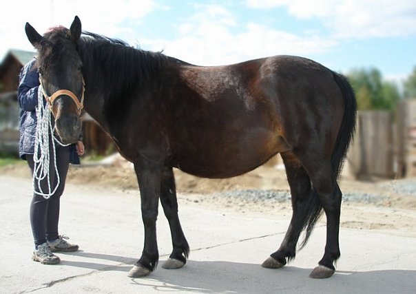 Беременность у лошадей: охота, оплодотворение, признаки и длительность беременности, уход и сожержание