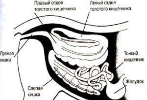 Строение желудка