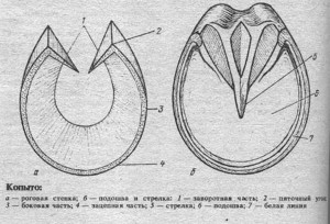 Какая часть копыта продуцирует листочковый рог