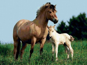 Эмбриональное развитие плода лошади
