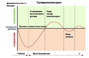 Как восстанавливается эластичность сухожилия