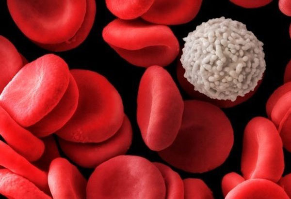 О клетках крови и их особенностях