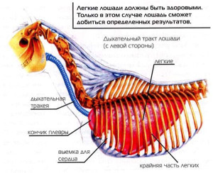 Органы дыхания