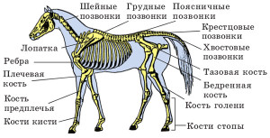 Мышечная и костная системы