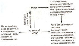 Центральная нервная система лошади