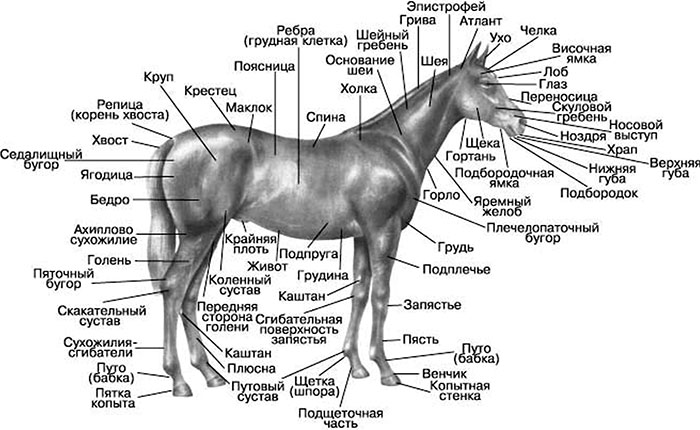 Части тела лошади