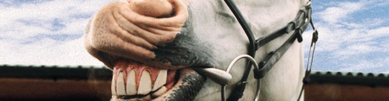 Различные заболевания зубов у лошади