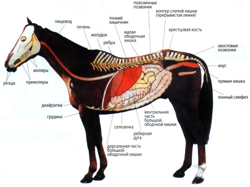 Тонкий и толстый кишечник лошади, его отделы, застенные железы, их строение и особенности
