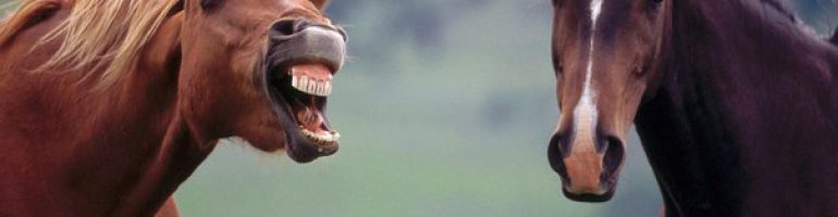Определение возраста лошади по зубам