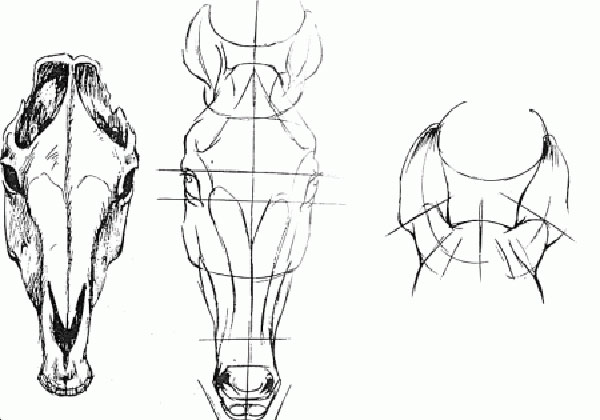 Голова лошади