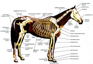 Скелет лошади