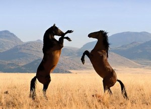 Органы чувств у лошадей
