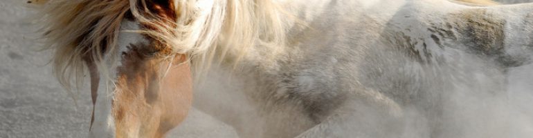 Клички и имена для лошадей жеребцов