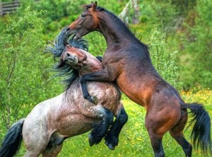 Половая система лошадей