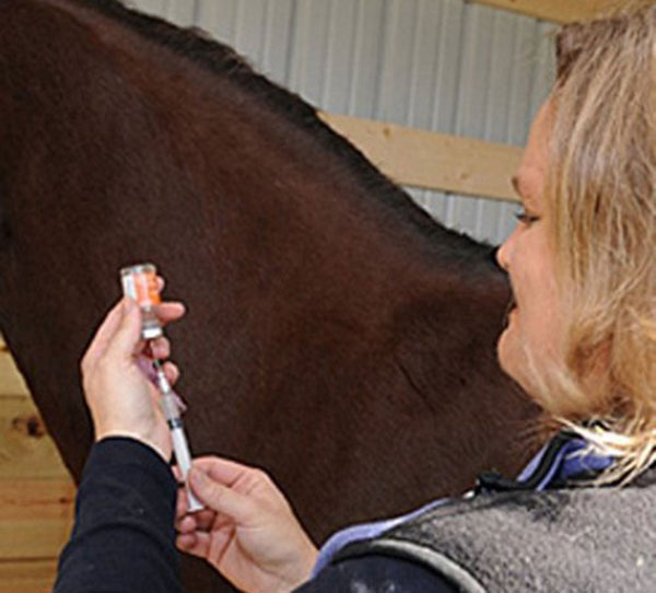 Необходимые прививки для лошади