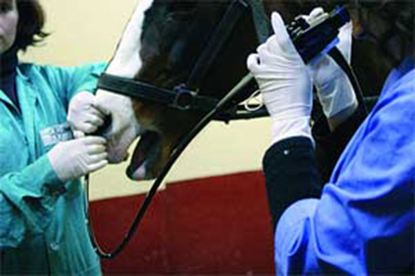 Обязательные виды вакцинации для лошадей