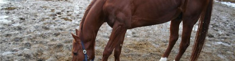 Что такое ламинит и как он влияет на лошадей?