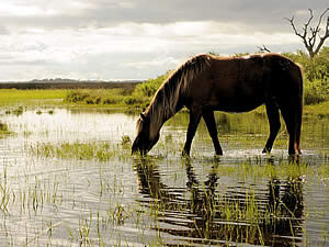 лошадь пьет воду
