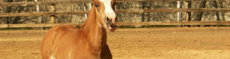 Солнечный удар лошадей и его последствия