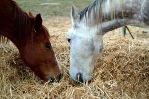 две лошади едят сено