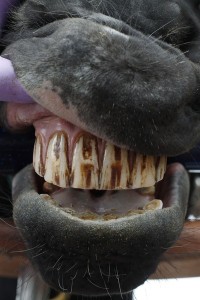 зубы лошади