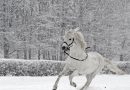 Зимнее снаряжение для лошади