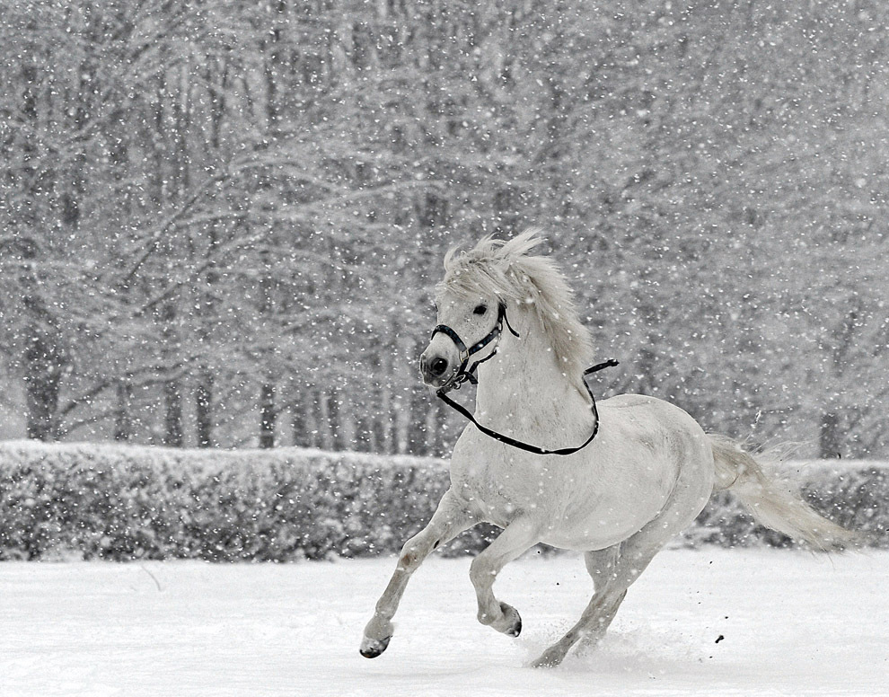 Лошади 2012 года. Лошади зимой. Лошади в снегу. Снежный конь. Белый конь.