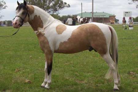 Австралийский пони, фото