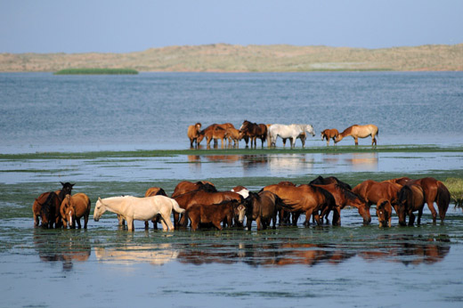 Адаевские лошади на водопое, фото