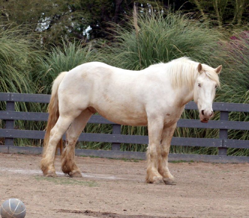 Американская лошадь кремового цвета, фото