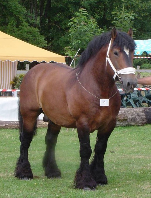 Арденская лошадь, фото