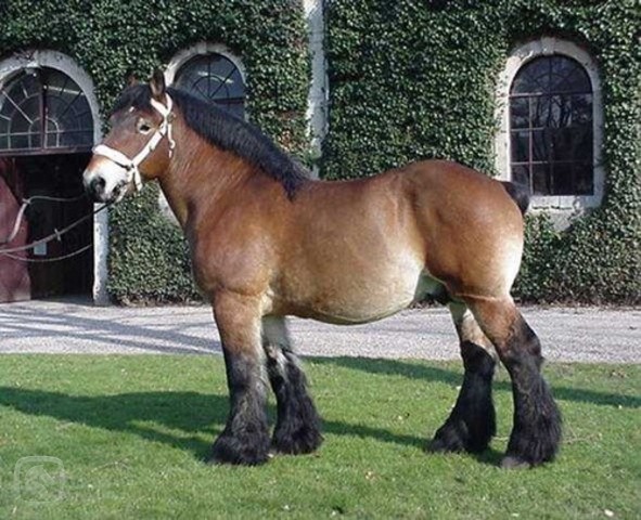 Арденская породистая лошадь, фото