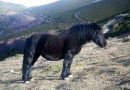 Астурийский пони