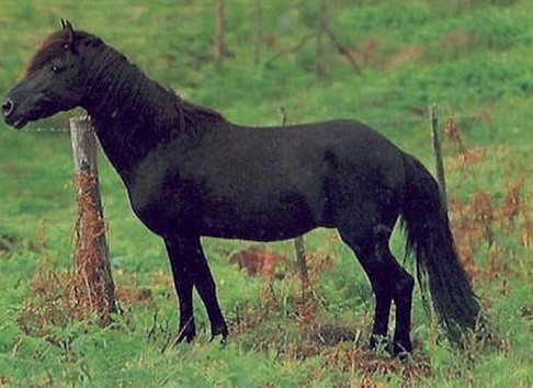 Астурийский пони, фото