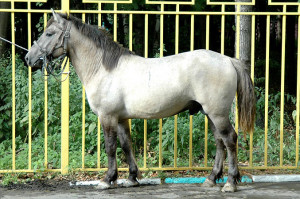 Башкирская порода лошади, фото