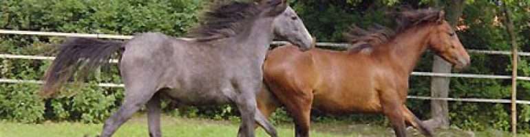 Каспийская порода лошадей