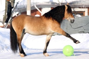 Белорусская упряжная лошадь играет в мяч, фото