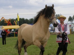 Белорусская упряжная лошадь на прогулке, фото