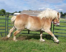 Брабансон или бельгийская тяжеловозная порода лошадей