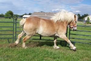 Бельгийская тяжеловозная лошадь, фото
