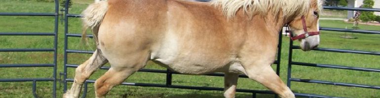 Брабансон или бельгийская тяжеловозная порода лошадей